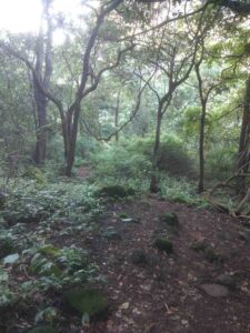 Forest Devkund Waterfall Trek Trail